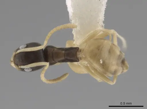 Tapinoma melanocephalum - CASENT0653557