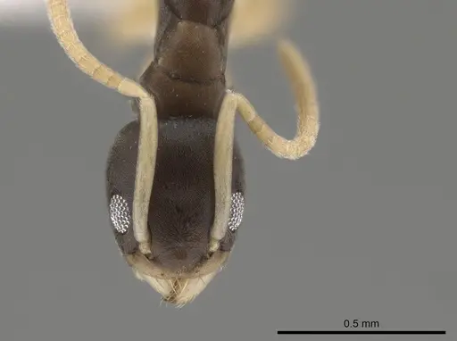 Tapinoma melanocephalum - CASENT0653557