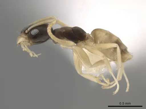 Tapinoma melanocephalum - CASENT0653557