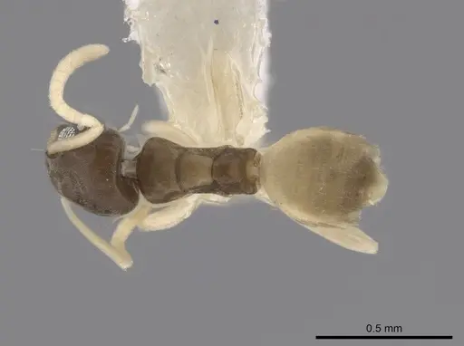 Tapinoma melanocephalum - CASENT0653559