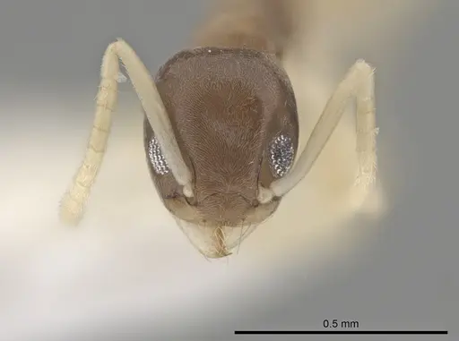 Tapinoma melanocephalum - CASENT0653559