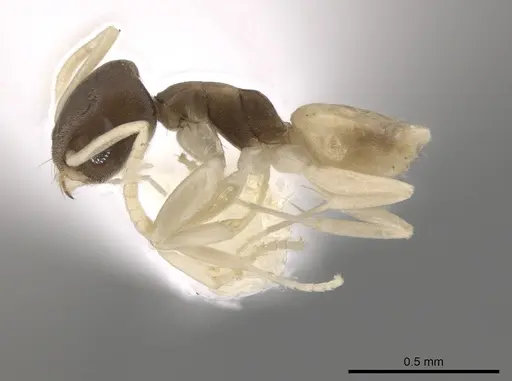 Tapinoma melanocephalum - CASENT0653559