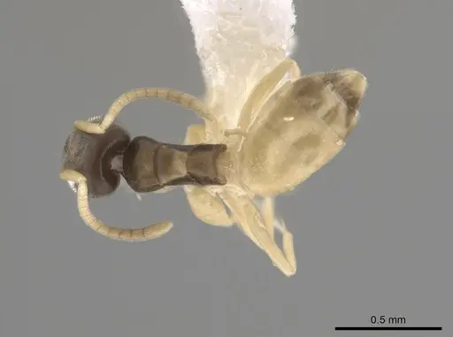 Tapinoma melanocephalum - CASENT0653560
