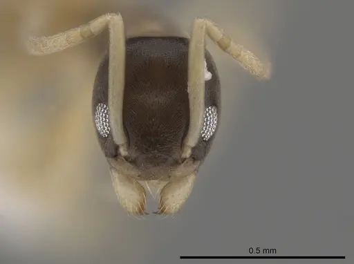 Tapinoma melanocephalum - CASENT0653560