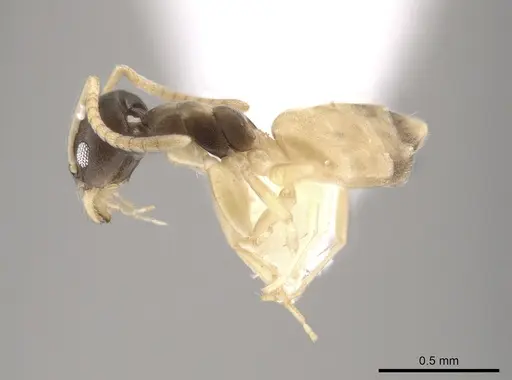 Tapinoma melanocephalum - CASENT0653560