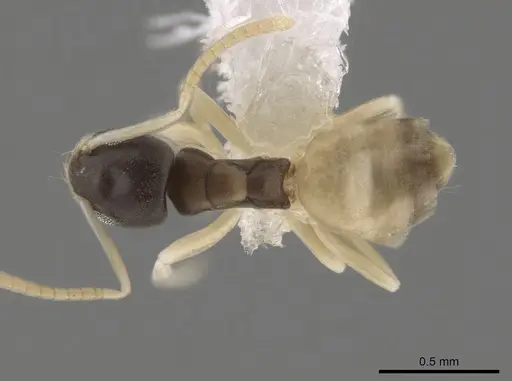 Tapinoma melanocephalum - CASENT0653561