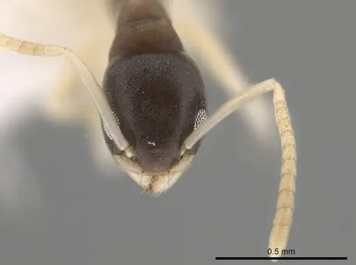 Tapinoma melanocephalum - CASENT0653561