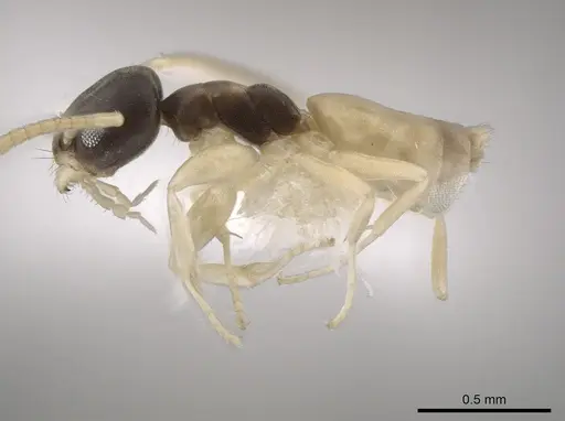 Tapinoma melanocephalum - CASENT0653561