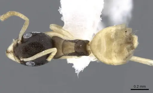Tapinoma melanocephalum - CASENT0746621