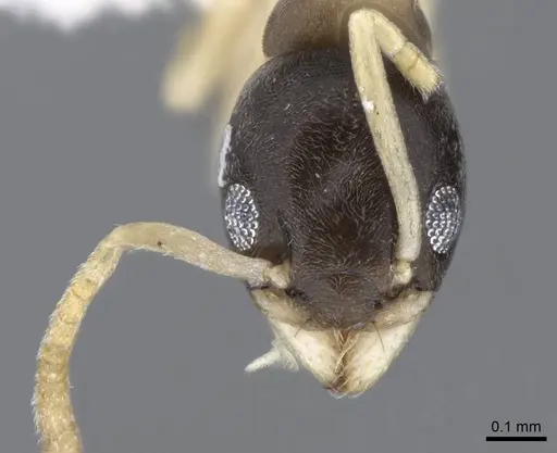 Tapinoma melanocephalum - CASENT0746621