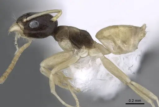 Tapinoma melanocephalum - CASENT0746621