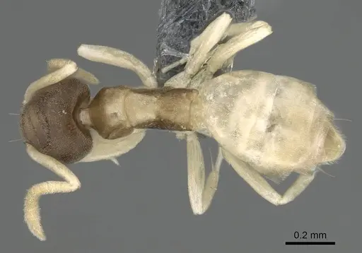 Tapinoma melanocephalum - CASENT0766218