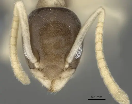 Tapinoma melanocephalum - CASENT0766218