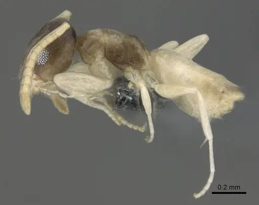 Tapinoma melanocephalum - CASENT0766218