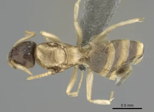 Tapinoma melanocephalum - CASENT0767668