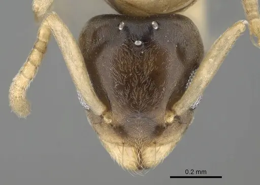 Tapinoma melanocephalum - CASENT0767668