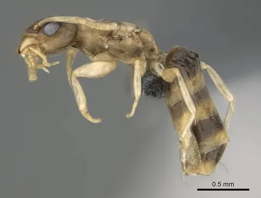 Tapinoma melanocephalum - CASENT0767668