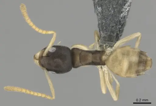 Tapinoma melanocephalum - CASENT0815922