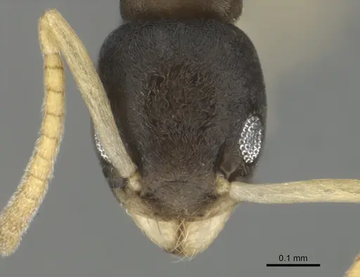 Tapinoma melanocephalum - CASENT0815922