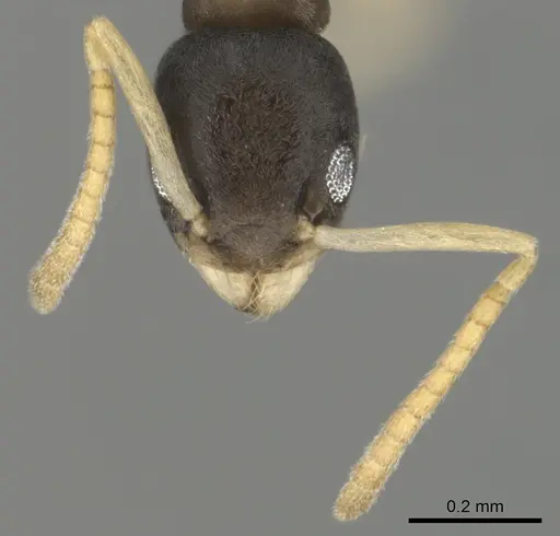 Tapinoma melanocephalum - CASENT0815922