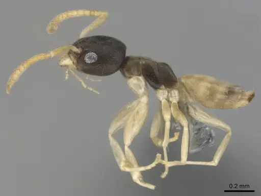 Tapinoma melanocephalum - CASENT0815922