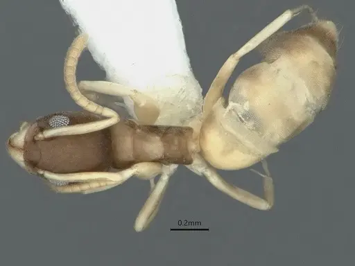 Tapinoma melanocephalum - CASENT0886010