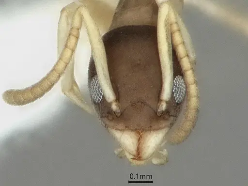 Tapinoma melanocephalum - CASENT0886010