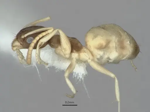 Tapinoma melanocephalum - CASENT0886010