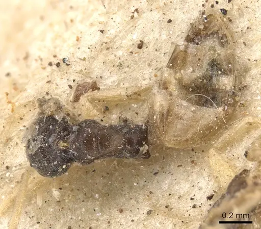 Tapinoma melanocephalum - CASENT0901925