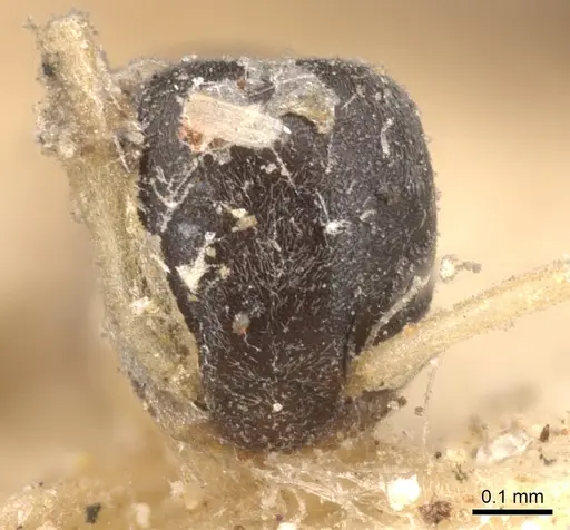 Tapinoma melanocephalum - CASENT0901925