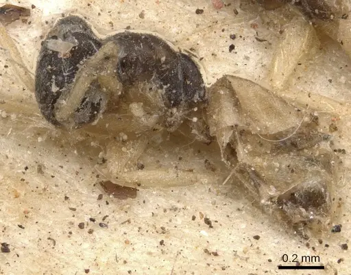 Tapinoma melanocephalum - CASENT0901925