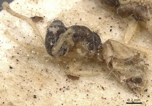 Tapinoma melanocephalum - CASENT0901925