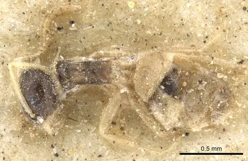 Tapinoma melanocephalum - CASENT0903062