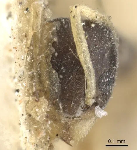 Tapinoma melanocephalum - CASENT0903062