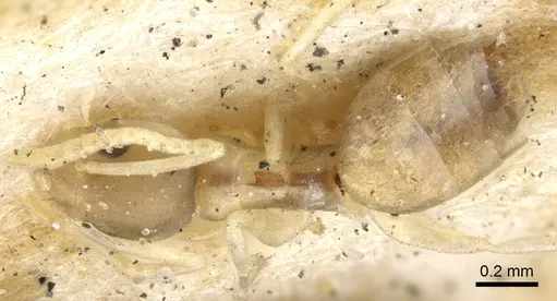 Tapinoma melanocephalum - CASENT0903063