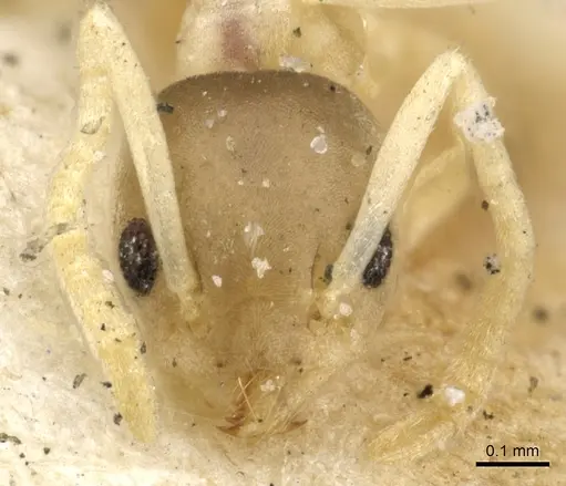 Tapinoma melanocephalum - CASENT0903063