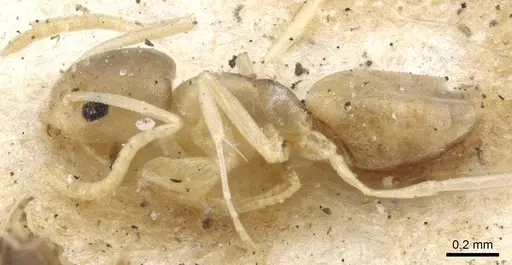 Tapinoma melanocephalum - CASENT0903063