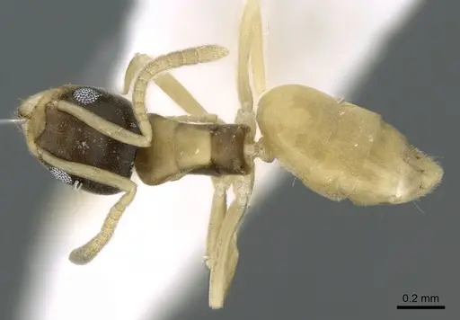 Tapinoma melanocephalum - CASENT0906356