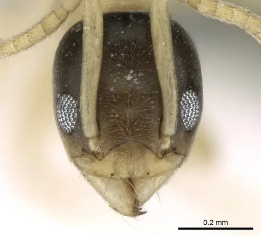 Tapinoma melanocephalum - CASENT0906356