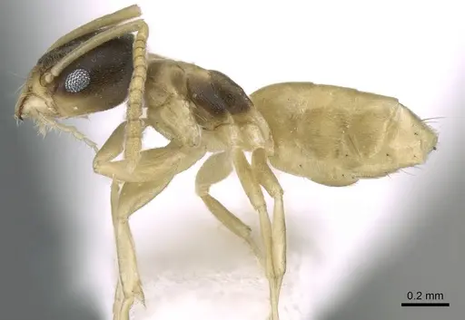 Tapinoma melanocephalum - CASENT0906356