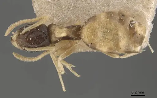 Tapinoma melanocephalum - CASENT0909775