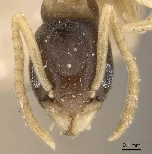 Tapinoma melanocephalum - CASENT0909775