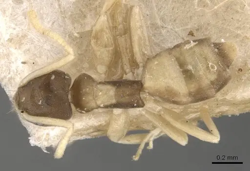 Tapinoma melanocephalum - CASENT0909776