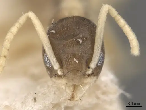 Tapinoma melanocephalum - CASENT0909776