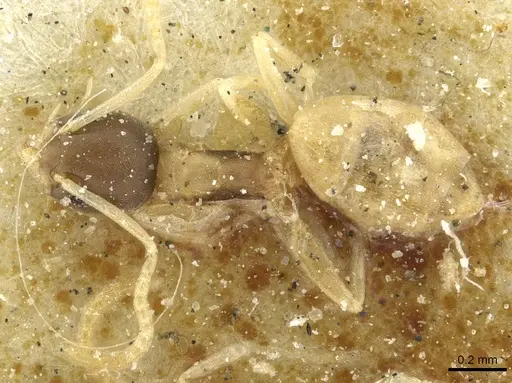 Tapinoma melanocephalum - CASENT0911572