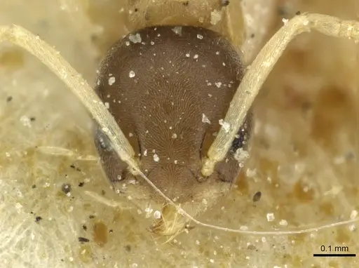 Tapinoma melanocephalum - CASENT0911572