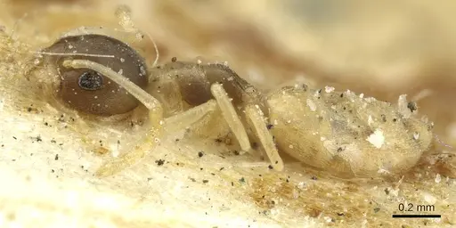 Tapinoma melanocephalum - CASENT0911572