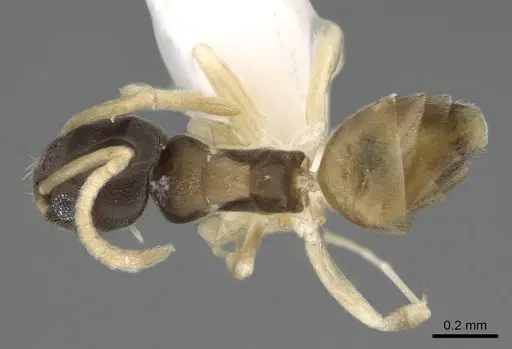 Tapinoma melanocephalum - CASENT0919860