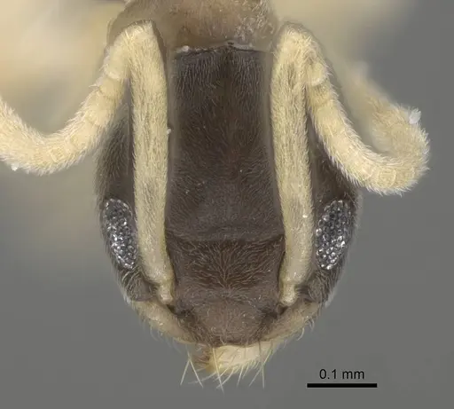 Tapinoma melanocephalum - CASENT0919860