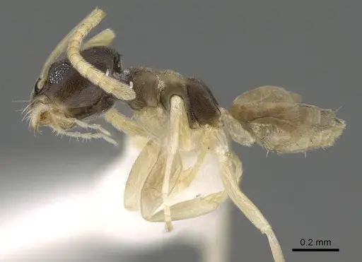 Tapinoma melanocephalum - CASENT0919860